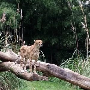 Meet your Posher, Loretta